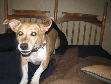 Patton Gets A Toy (5 Pics)