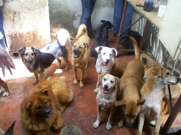 VENEZUELANS ARE EATING THEIR PETS!